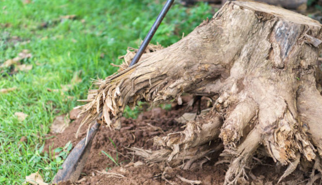 stump removal