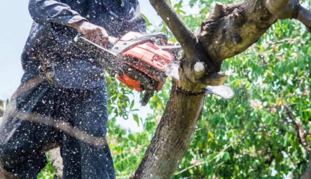 tree removal